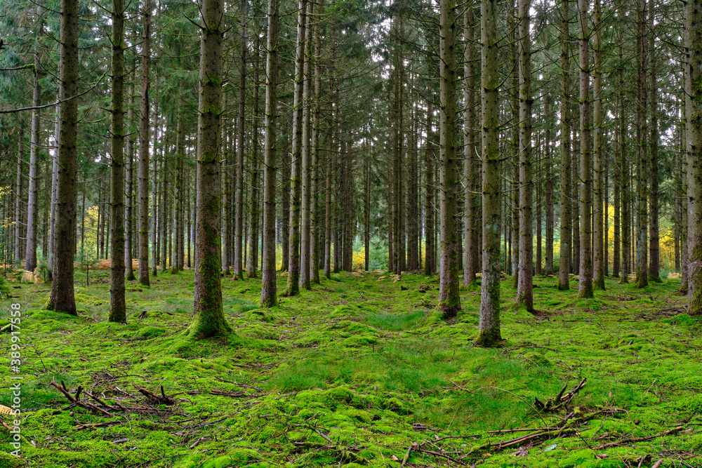 Fototapeta premium Plantation de résineux