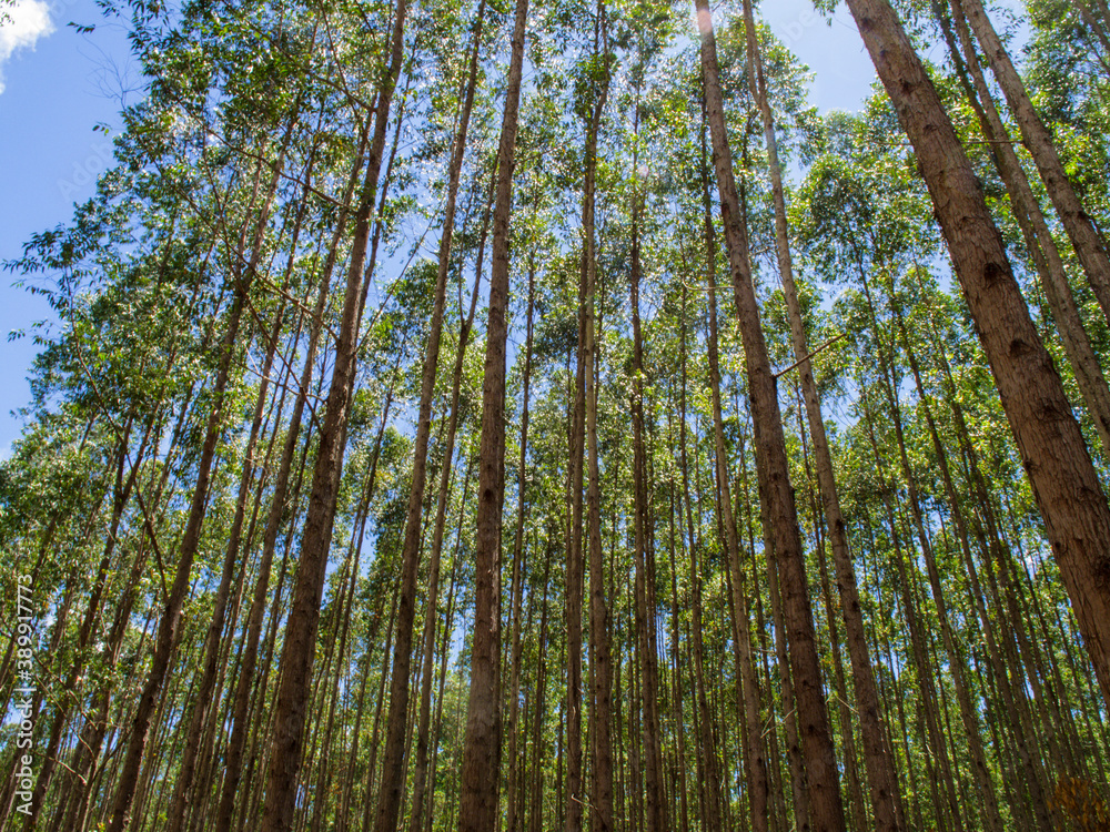 Fototapeta premium eucalyptus