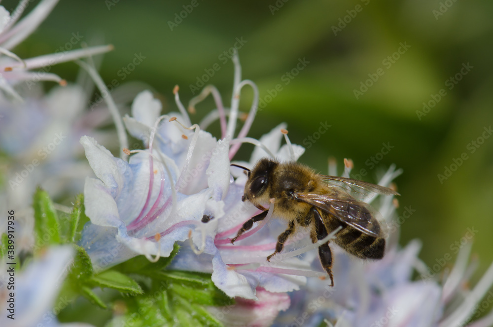 Honey bee Apis mellifera feeding on a flower of Echium decaisnei. Guayadeque ravine. Aguimes. Gran Canaria. Canary Islands. Spain.