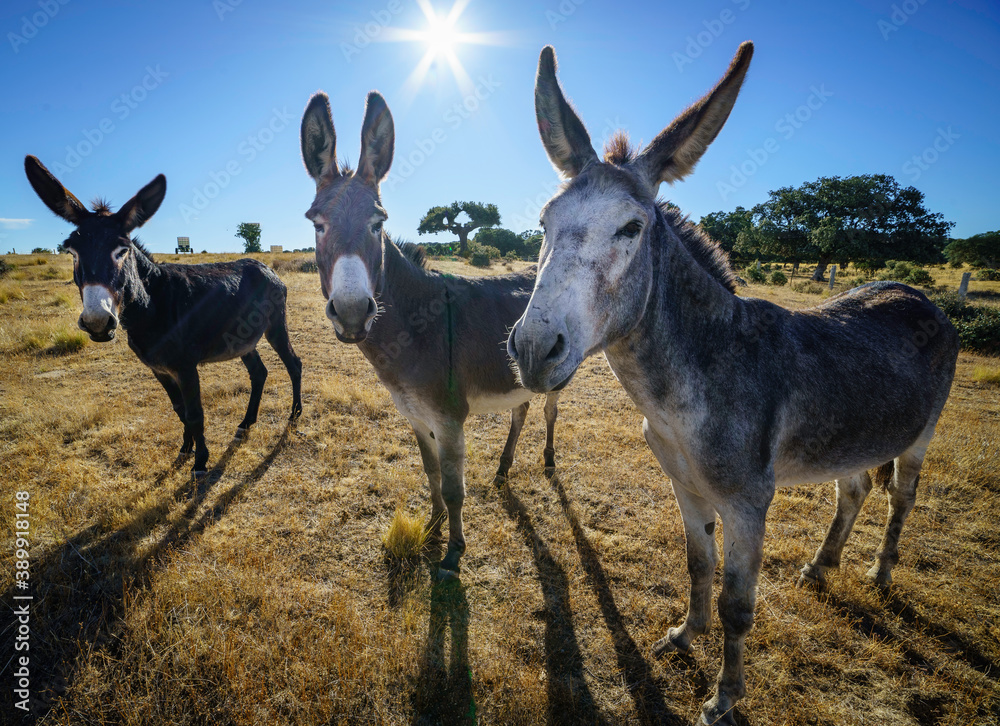 Tres burros en el campo soleado mirando a cámara. Tres burros en el campo soleado mirando a cámara.
