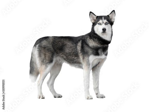 husky dog isolated on white background.