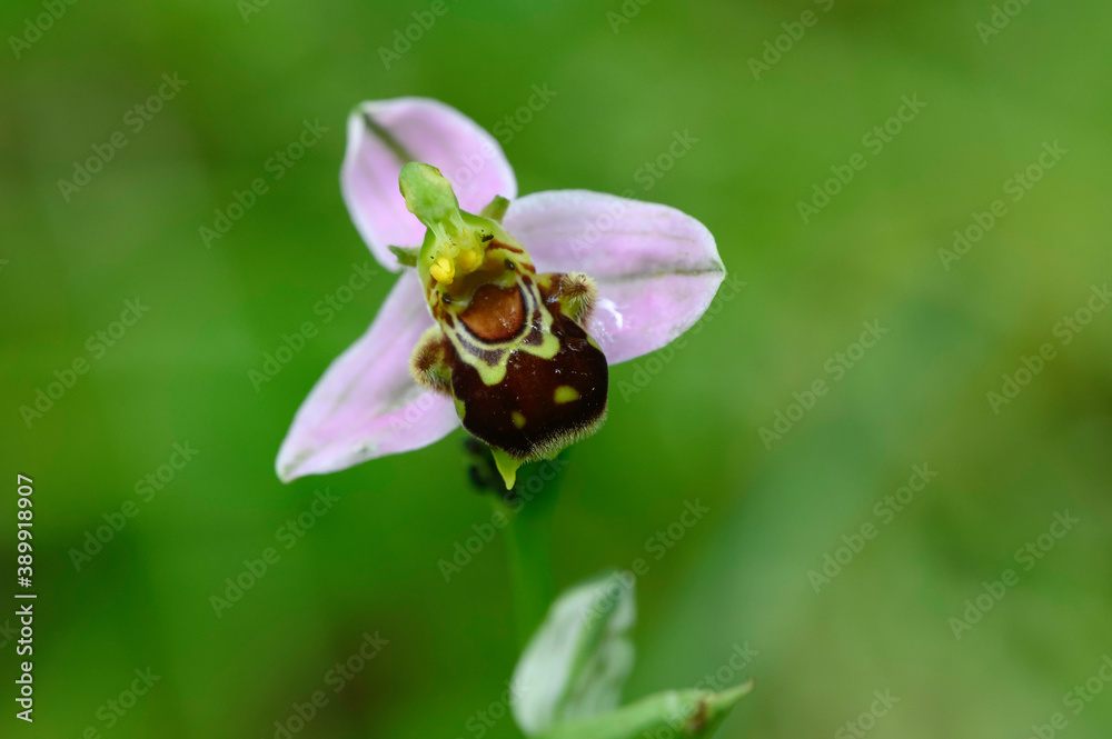 Orchidée abeille