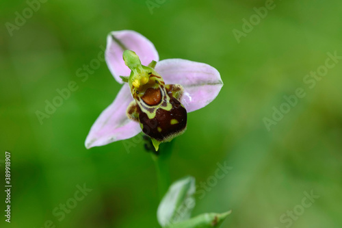 Obraz na płótnie Orchidée abeille w salonie