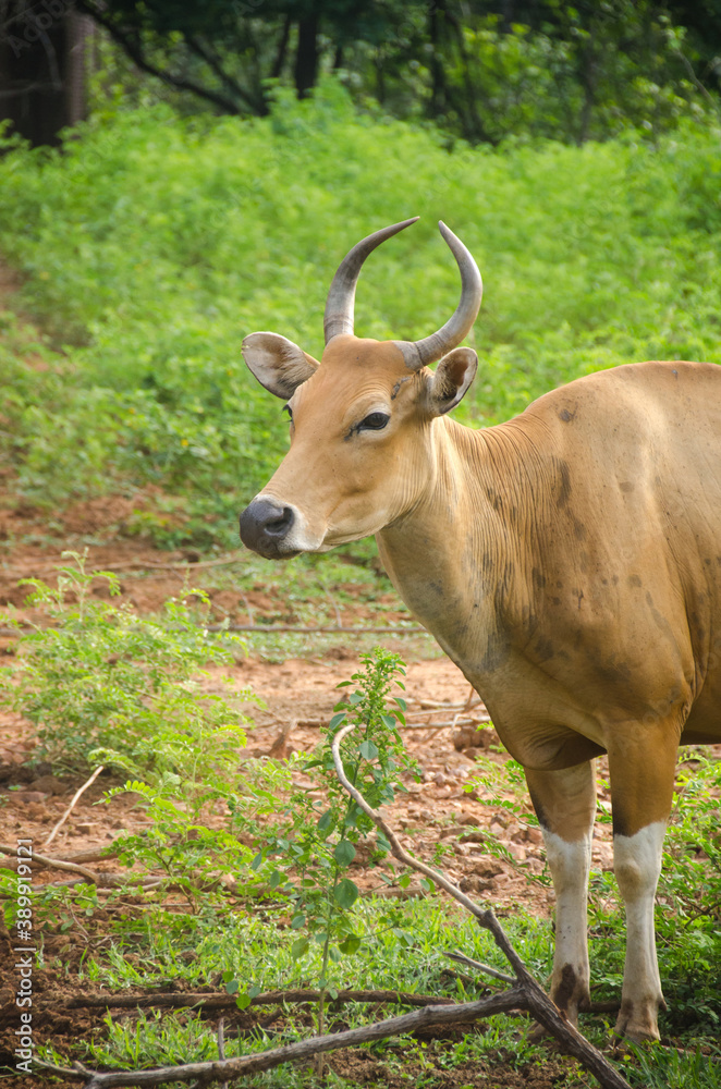 Banteng (Bos javanicus) or southeast asian bull Banteng (Bos javanicus) or southeast asian bull