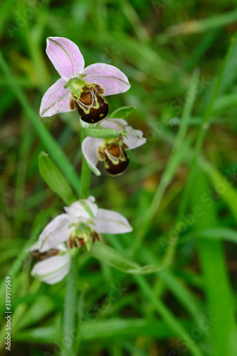 Orchidée abeille