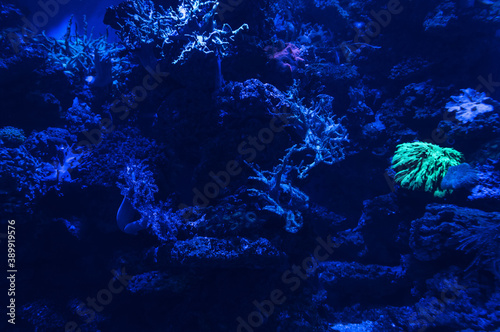 dark blue underwater background with devil's hand corals