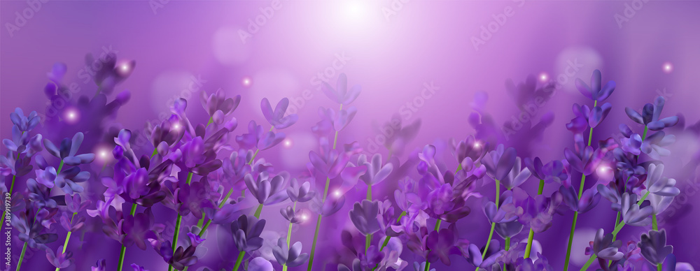 Blooming violet lavender field. Flowers lavender glitter over at sunset. Violet fragrant lavender flowers. Illustration with for perfumery, health products, wedding. Provence, France. Vector. 