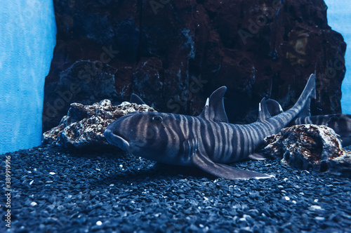 zebra bullhead shark
