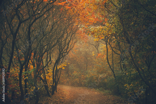 Autumn forest on a misty day in the morning