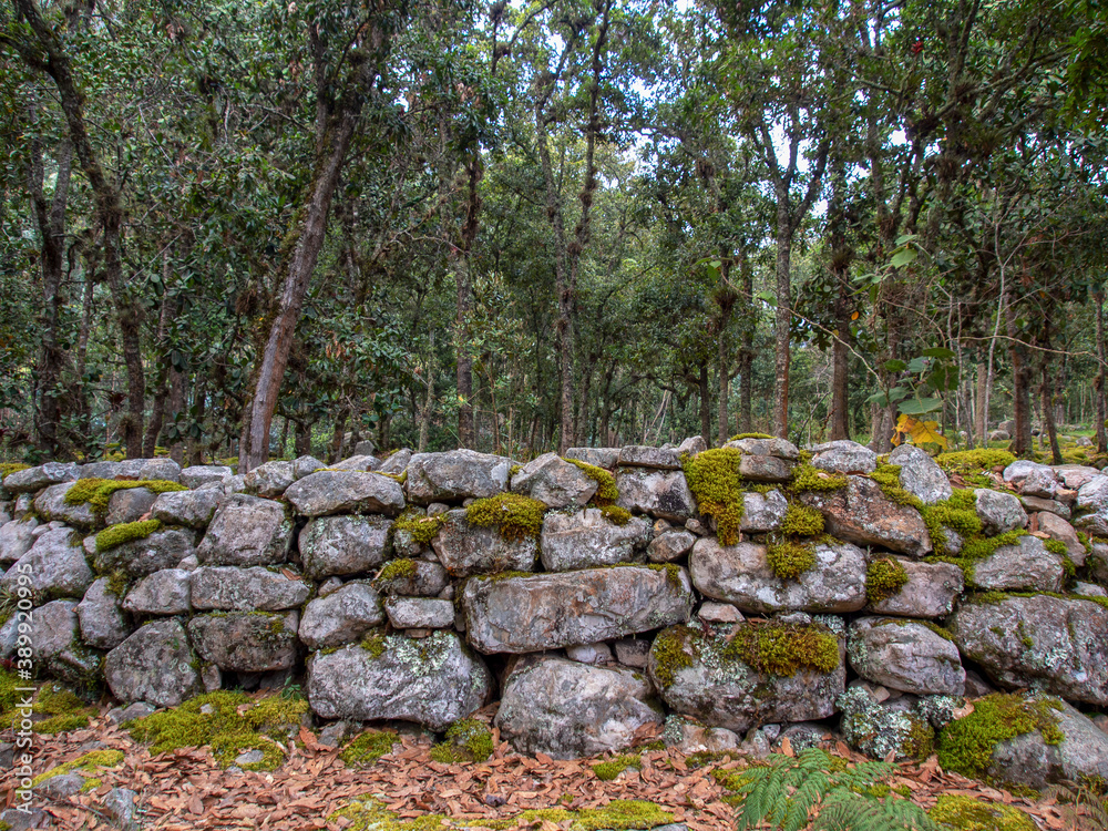 Different sections of a very old stone wall covered in moss, at the hilside  of the Iguaque mountain in the central Andes of Colombia. Stock Photo |  Adobe Stock