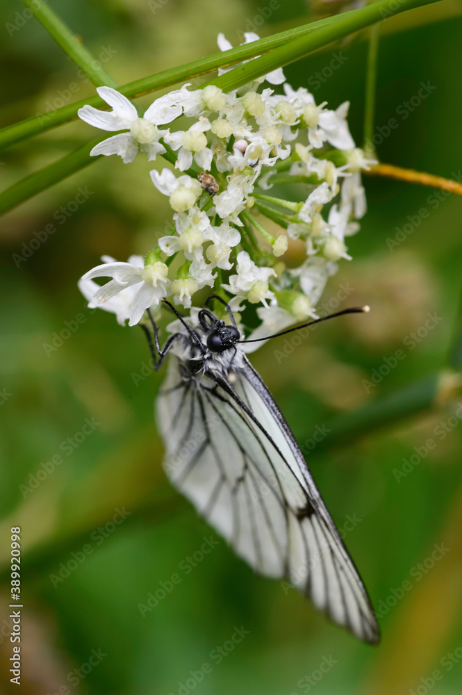 Papillon butinant