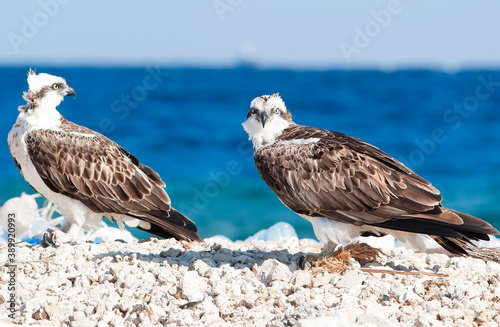 Osprey in the Red Sea near Hurghada Egypt. photo