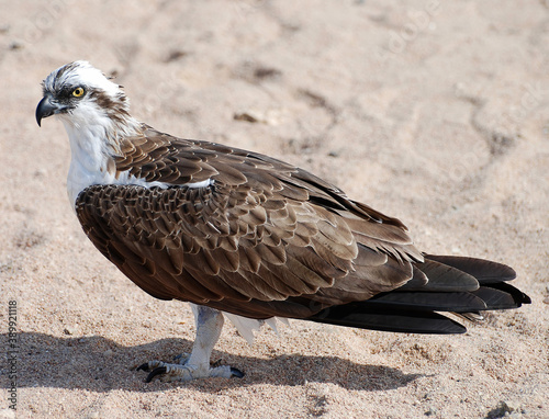 Osprey in the Red Sea near Hurghada Egypt.