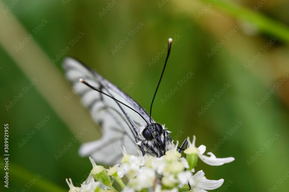 Papillon butinant