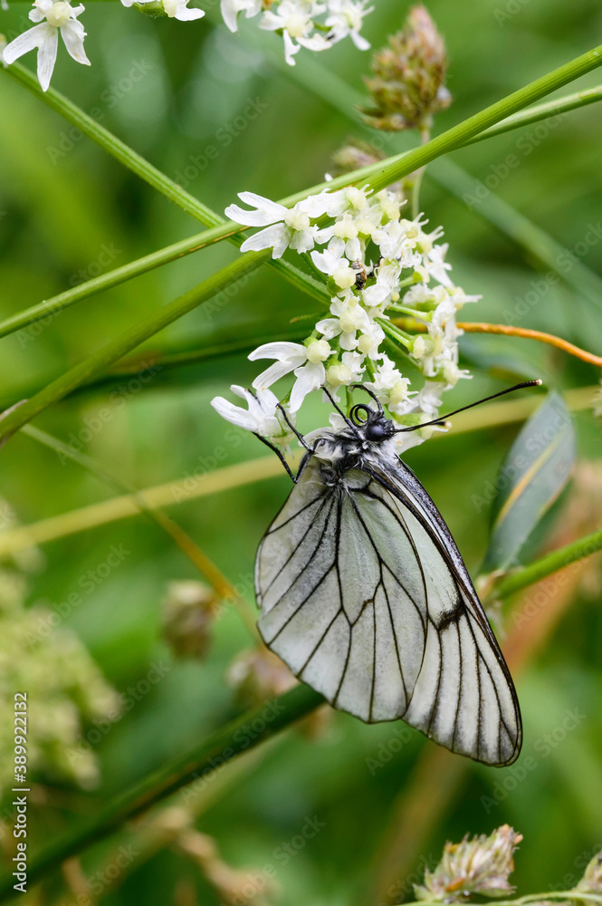 Papillon butinant