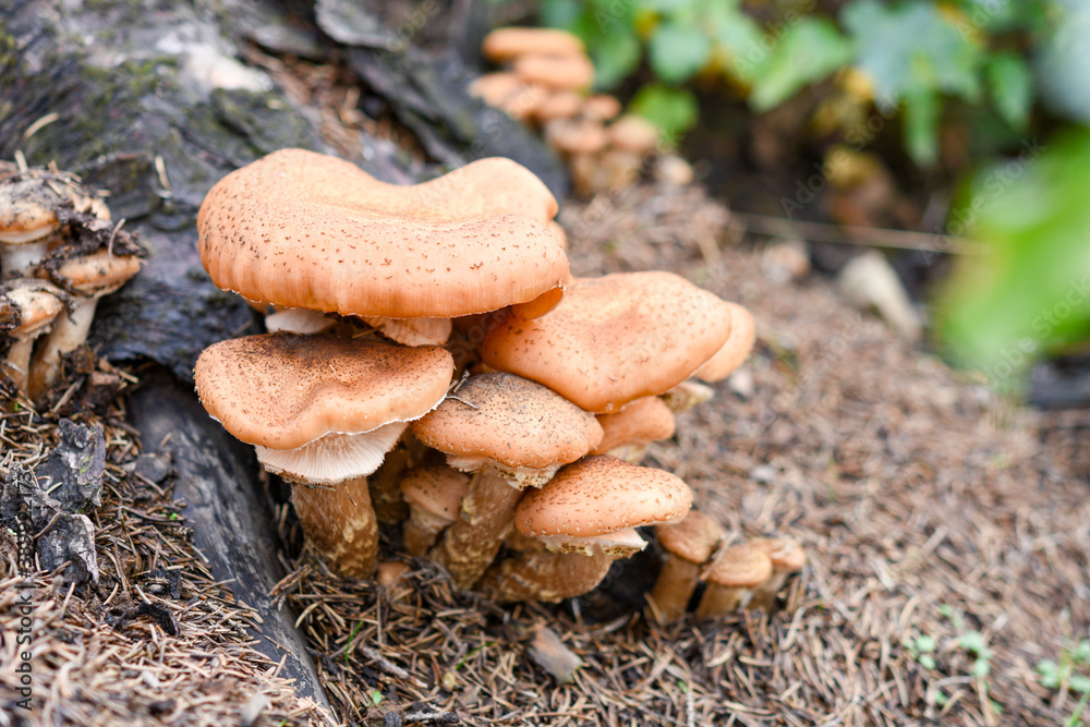 Close up of mushroom in the autumn forest Close up of mushroom in the autumn forest