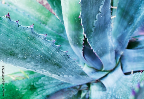 Large cactus agave close-up with selective focus. Floral background, poster design, abstract photo