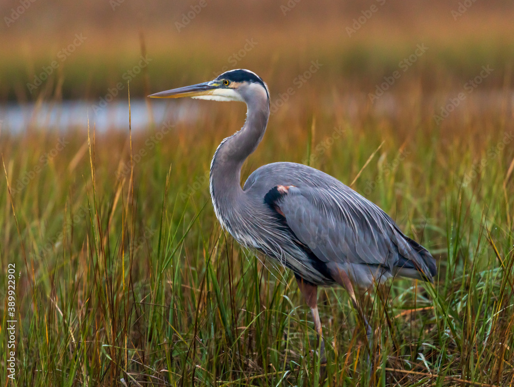 Obraz premium Great Blue Heron