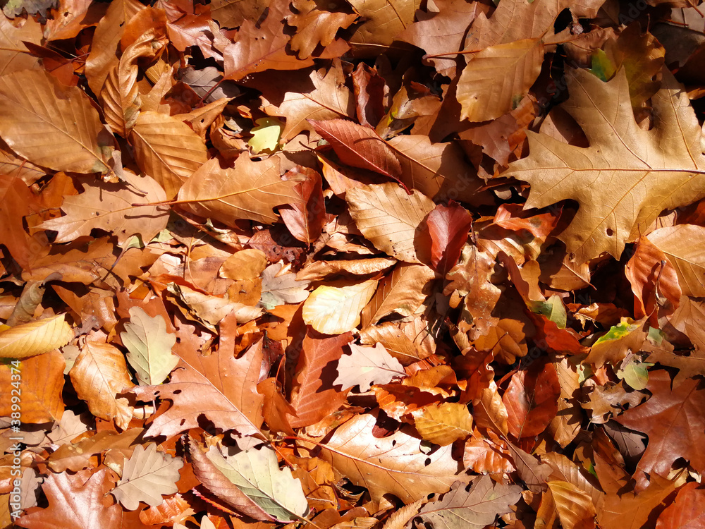 fallen autumn leaves fallen autumn leaves
