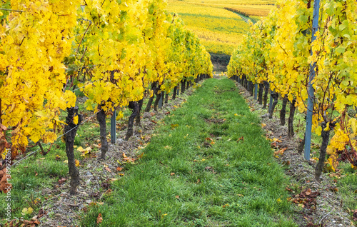 View into the rows of a vineyard in the Rheingau / Germany with yellow colored vines