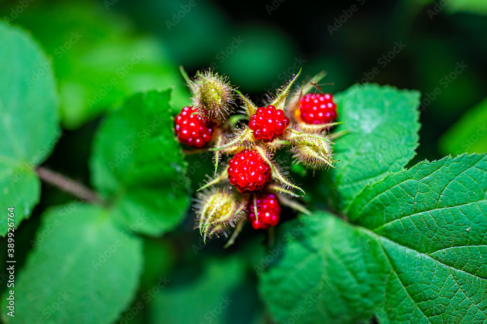 Hanging many red ripe wineberries wine berries macro closeup showing detail and texture in Virginia ripening on plant bush garden farm with green leaves Hanging many red ripe wineberries wine berries macro closeup showing detail and texture in Virginia ripening on plant bush garden farm with green leaves