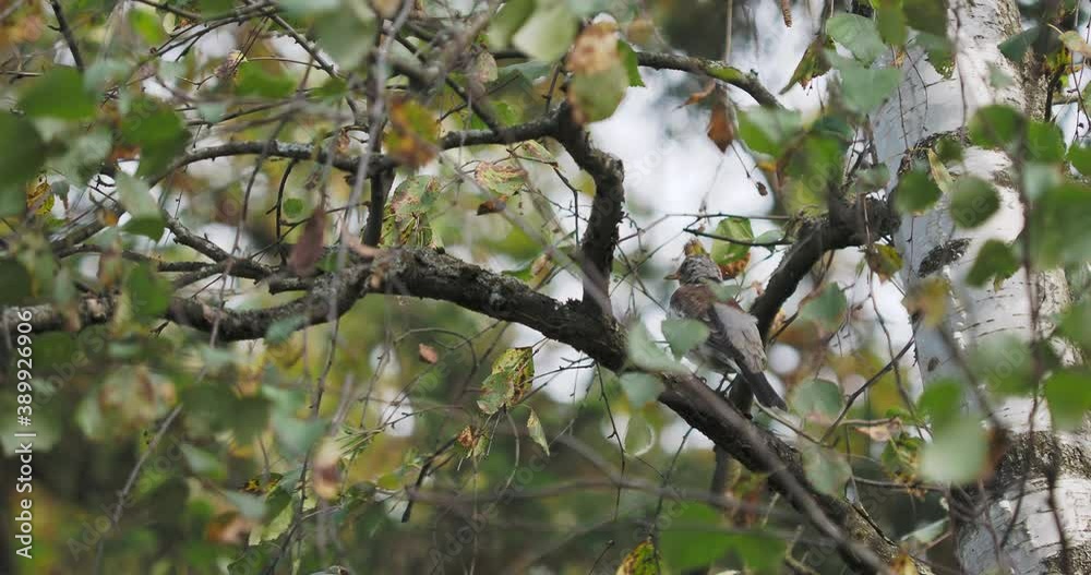 Snowbird or fieldfare cleans its feathers while sitting on a birch branch. Bird at wildlife. Autumn forest. Snowbird or fieldfare cleans its feathers while sitting on a birch branch. Bird at wildlife. Autumn forest.