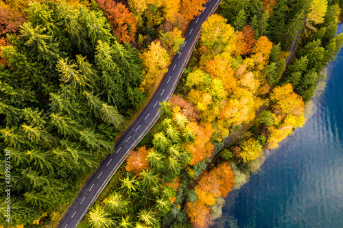 Aerial view of thick forest and lake in autumn with road cutting through