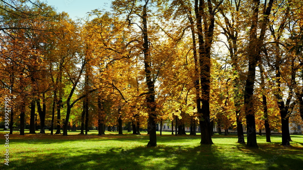 herbstliche gelbe Laubbäume im Park im Gegenlicht