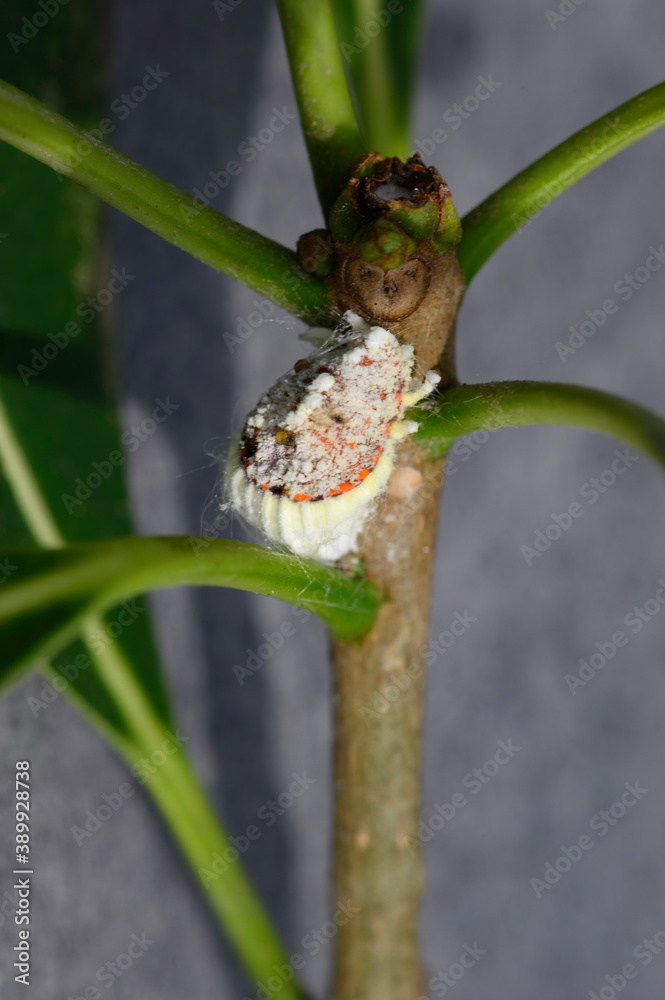 cochenille blanche
