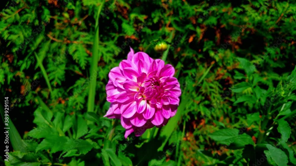 pink and yellow flowers