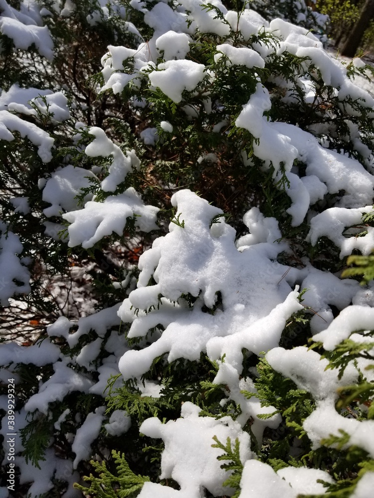 snow covered cedars
