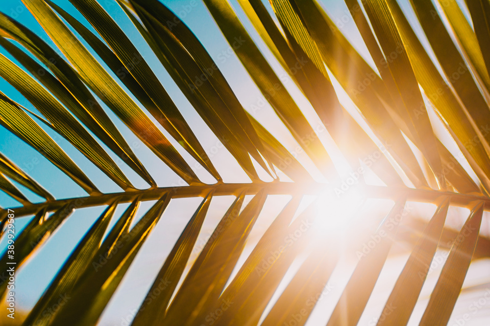 Obraz premium Sun shining through palm tree leaf