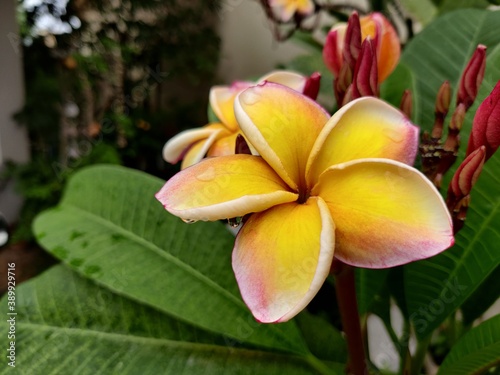 yellow frangipani flower