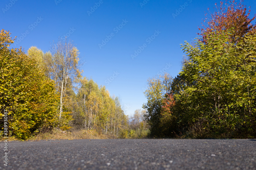 Asphalt road in autumn forest