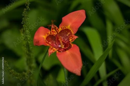 Tigridia pavonia photo