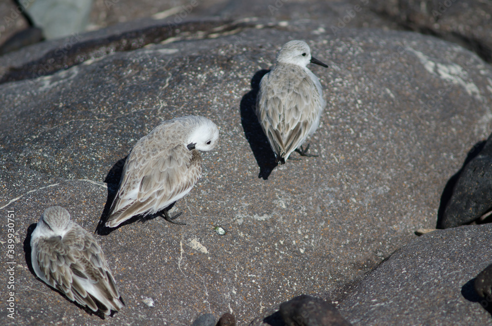 Fototapeta premium Sanderling Calidris alba in Arinaga. Aguimes. Gran Canaria. Canary Islands. Spain.
