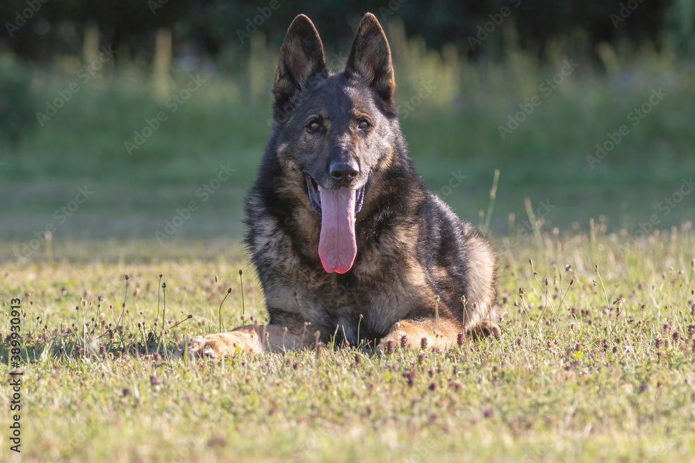 Front view of beautiful lying German Shepherd Dog outdoors