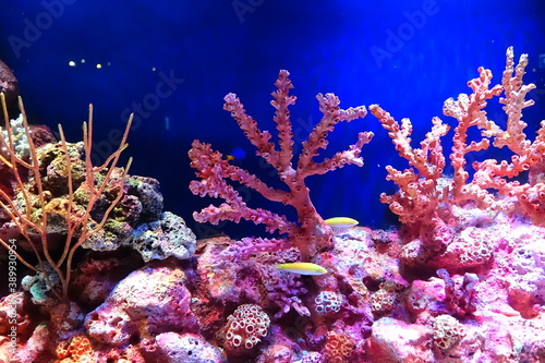colourful corals under the sea
