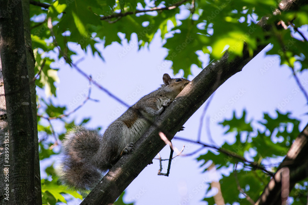 squirrel