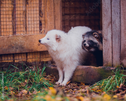 Very beautiful white raccoon dog with blue eyes and a second brown raccoon dog in the fall for a walk in the reserve