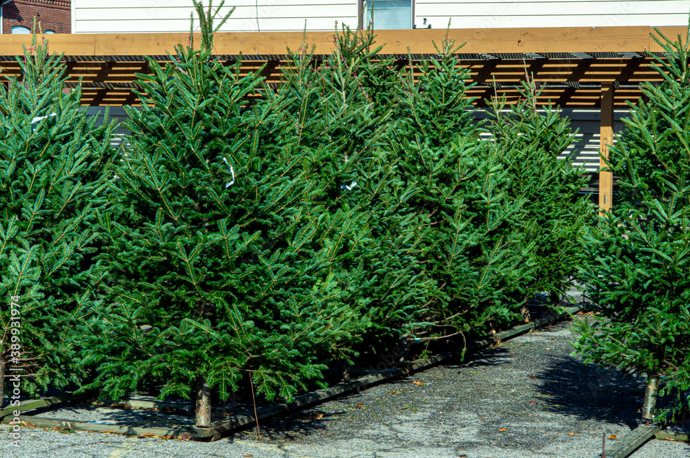 variety of evergreen pine and fur trees on display at a seasonal Christmas tree lot