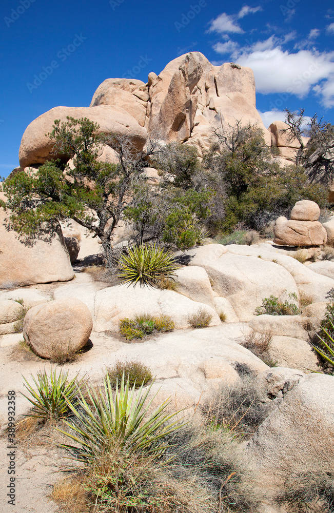 Spring day in Joshua Tree National Park, walking the Hidden Valley Trail. March, 2012. Spring day in Joshua Tree National Park, walking the Hidden Valley Trail. March, 2012.