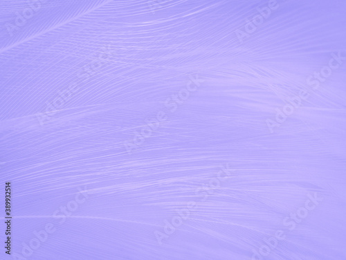 Beautiful abstract purple feathers on white background and soft white feather texture on dark pattern and purple background, colorful feather wallpaper, love valentines day