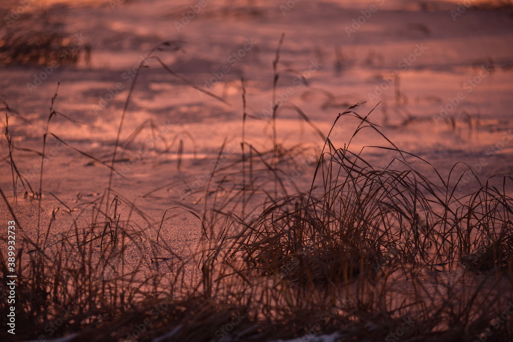 Frosty purple sunset. Grass is frozen in ice.