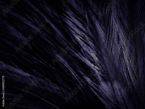 Beautiful abstract purple feathers on dark background and soft white pink feather texture on dark pattern and light blue background, colorful feather, purple banners