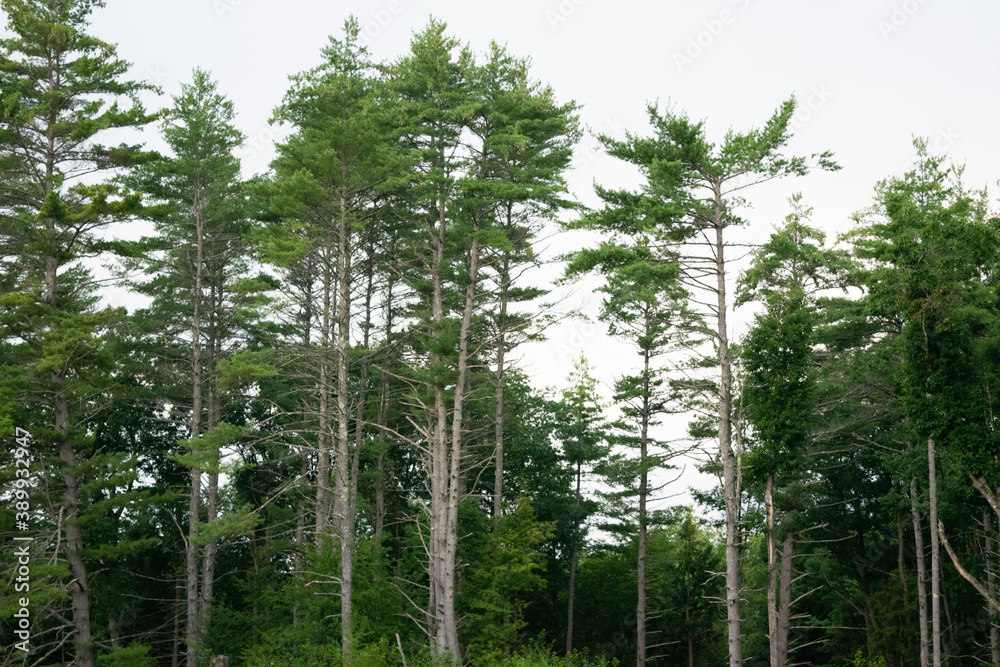 Obraz premium treetops