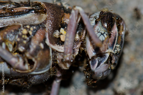 Ants on a dead desert locust Schistocerca gregaria. Arinaga. Aguimes. Gran Canaria. Canary Islands. Spain. photo