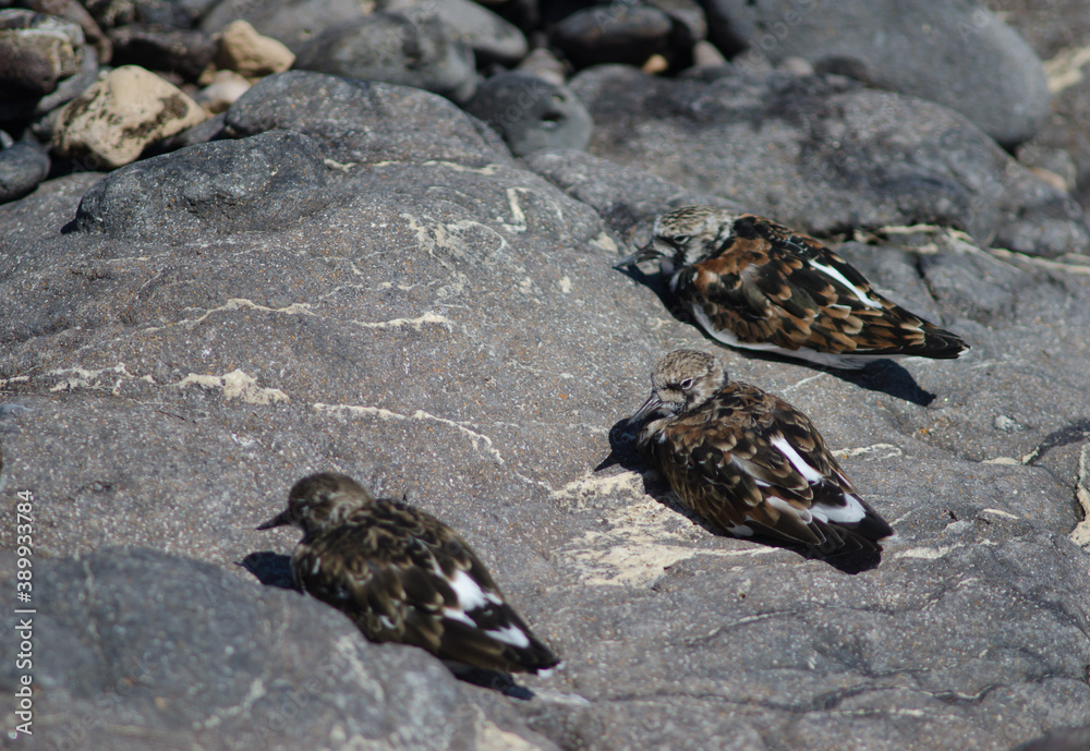 Ruddy turnstones Arenaria interpres resting in Arinaga. Aguimes. Gran Canaria. Canary Islands. Spain. Ruddy turnstones Arenaria interpres resting in Arinaga. Aguimes. Gran Canaria. Canary Islands. Spain.