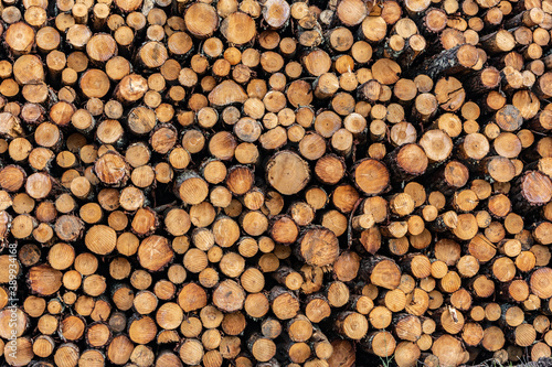 Closeup of a pile of pine logs