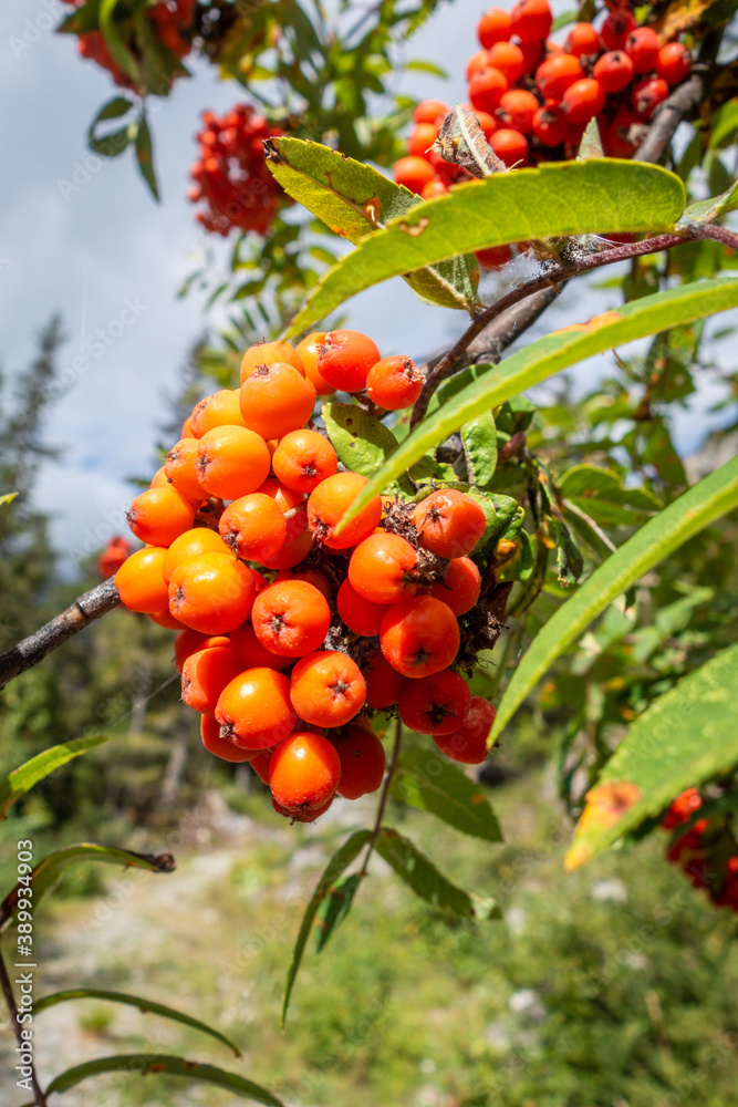 Rowan tree berries in Vanoise national Park valley, French alps